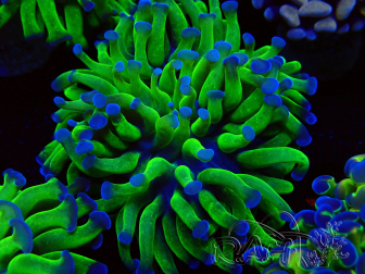 WYSIWYG Euphyllia paraancora (Mariculture acclimaté sous LED) 4D5