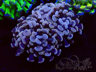 WYSIWYG Euphyllia paraancora (Mariculture acclimaté sous LED) 4D6