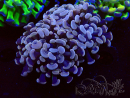 WYSIWYG Euphyllia paraancora (Mariculture acclimaté sous LED) 4D6