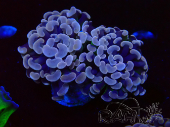 WYSIWYG Euphyllia paraancora (Mariculture acclimated under LED) 4D6