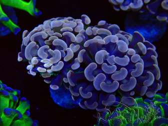WYSIWYG Euphyllia paraancora (Mariculture acclimaté sous LED) 4D9