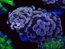 WYSIWYG Euphyllia paraancora (Mariculture acclimaté sous LED) 4D9