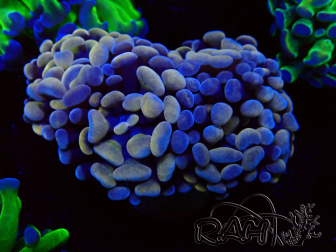 WYSIWYG Euphyllia paraancora (Mariculture acclimated under LED) 4D6