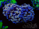 WYSIWYG Euphyllia paraancora (Maricoltura acclimatata sotto LED) 4D6