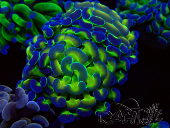 WYSIWYG Euphyllia paraancora (Mariculture acclimated under LED) 4E1