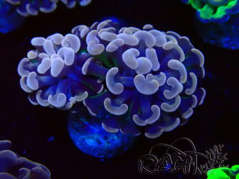 WYSIWYG Euphyllia paraancora (Mariculture acclimated under LED) 4E2