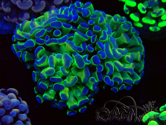 WYSIWYG Euphyllia paraancora (Mariculture acclimated under LED) 4E3