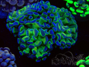 WYSIWYG Euphyllia paraancora (Mariculture acclimaté sous LED) 4E3