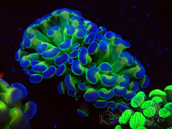 WYSIWYG Euphyllia paraancora (Maricultura acclimatata sotto LED) 4E4