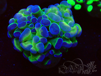 WYSIWYG Euphyllia paraancora (Mariculture acclimated under LED) 4E5