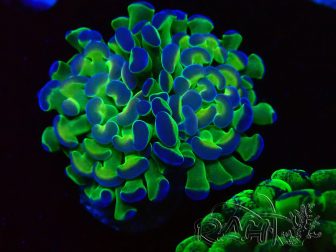 WYSIWYG Euphyllia paraancora (Maricultura aclimatada bajo LED) 4E5