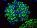 WYSIWYG Euphyllia paraancora (Mariculture acclimaté sous LED) 4E7