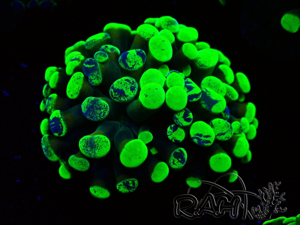 WYSIWYG Euphyllia paraancora(Mariculture acclimaté sous LED) 4E10