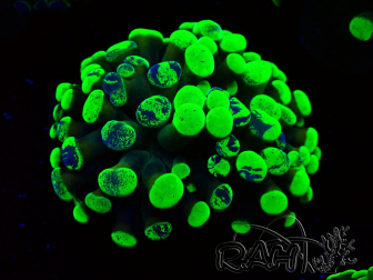 WYSIWYG Euphyllia paraancora (Mariculture acclimated under LED) 4E6