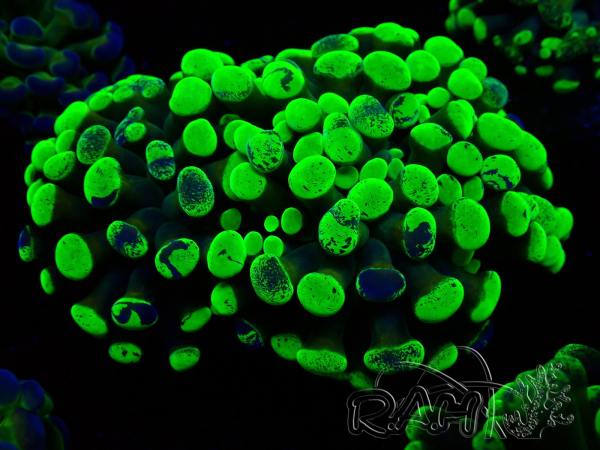 WYSIWYG Euphyllia paraancora (Maricultura aclimatada bajo LED) 4F1