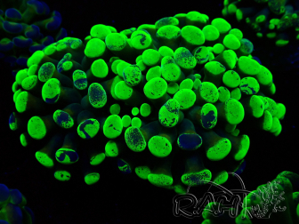 WYSIWYG Euphyllia paraancora (Mariculture acclimaté sous LED) 4F1