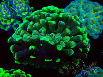 WYSIWYG Euphyllia paraancora (Mariculture acclimaté sous LED) 4F2