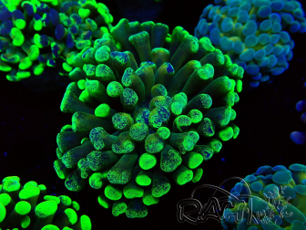 WYSIWYG Euphyllia paraancora (Maricultured acclimated under LED) 4F3