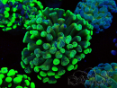 WYSIWYG Euphyllia paraancora (Mariculture acclimaté sous LED) 4F3