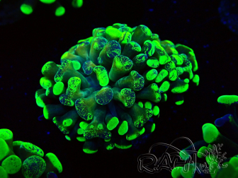 WYSIWYG Euphyllia paraancora (Maricultura aclimatada bajo LED) 4F4
