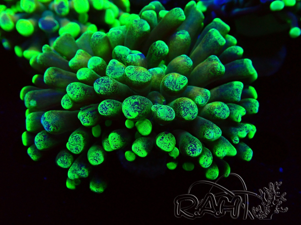 WYSIWYG Euphyllia paraancora (Mariculture acclimated under LED) 4F6