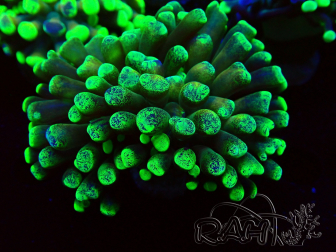WYSIWYG Euphyllia paraancora (Mariculture acclimated under LED) 4F6
