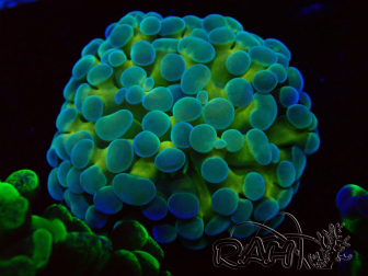 WYSIWYG Euphyllia paraancora (Marikultur unter LED akklimatisiert) 4F6