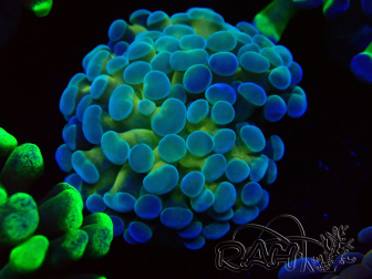 WYSIWYG Euphyllia paraancora (Mariculture acclimated under LED) 4F5