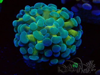 WYSIWYG Euphyllia paraancora (Mariculture acclimated under LED) 4F6
