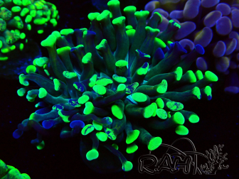 WYSIWYG Euphyllia paraancora (Mariculture acclimated under LED) 4F10