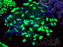 WYSIWYG Euphyllia paraancora (Maricultura aclimatada bajo LED) 4F10