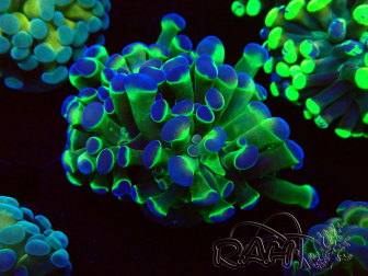 WYSIWYG Euphyllia paraancora (Mariculture acclimated under LED) 4G1