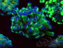 WYSIWYG Euphyllia paraancora (Maricultura aclimatada bajo LED) 4G1