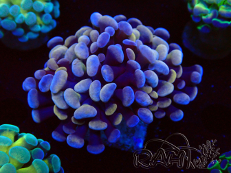 WYSIWYG Euphyllia paraancora (Maricultured acclimated under LED) 4G3