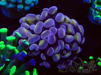 WYSIWYG Euphyllia paraancora (Maricultured acclimated under LED) 4G5