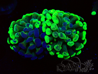WYSIWYG Euphyllia paraancora (Maricultured acclimated under LED) 4G6