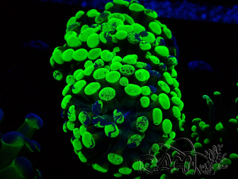 WYSIWYG Euphyllia paraancora (Mariculture acclimaté sous LED) 4G8