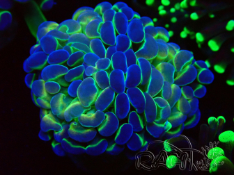 WYSIWYG Euphyllia paraancora (Maricultured acclimated under LED) 4G5