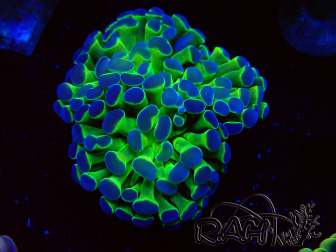 WYSIWYG Euphyllia paraancora (Maricultura aclimatada bajo LED) 4G6