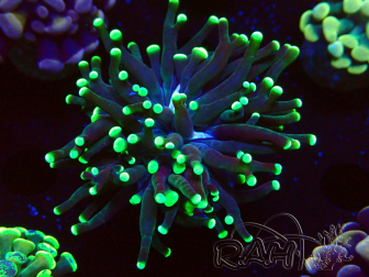 WYSIWYG Euphyllia paraancora (Mariculture acclimated under LED) 4H1