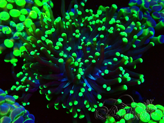 WYSIWYG Euphyllia paraancora (Mariculture acclimated under LED) 4H2