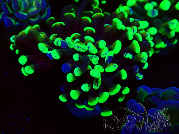 WYSIWYG Euphyllia paraancora (Maricultured acclimated under LED) 4H5