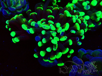 WYSIWYG Euphyllia paraancora (Maricultured acclimated under LED) 4H5