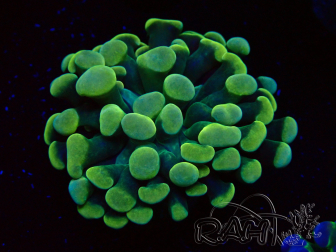 WYSIWYG Euphyllia paraancora (Mariculture acclimated under LED) 4H6