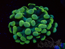 WYSIWYG Euphyllia paraancora (Mariculture acclimaté sous LED) 4H6