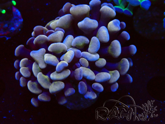 WYSIWYG Euphyllia paraancora (Maricultured acclimated under LED) 4H5