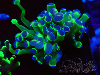 WYSIWYG Euphyllia paraancora (Mariculture acclimated under LED) 4H6
