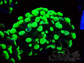 WYSIWYG Euphyllia paraancora (Mariculture acclimated under LED) 4F6
