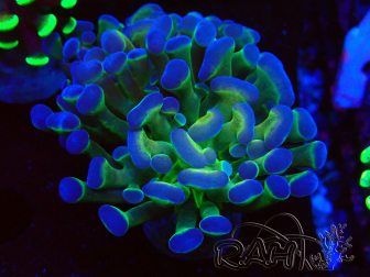 WYSIWYG Euphyllia paraancora (Mariculture acclimated under LED) 4F5