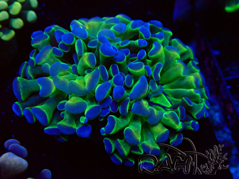 WYSIWYG Euphyllia paraancora (Mariculture acclimaté sous LED) 4I1